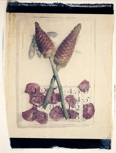 decorative image of Pine-Cone-Ginger ,   2016-01-22 12:34:29